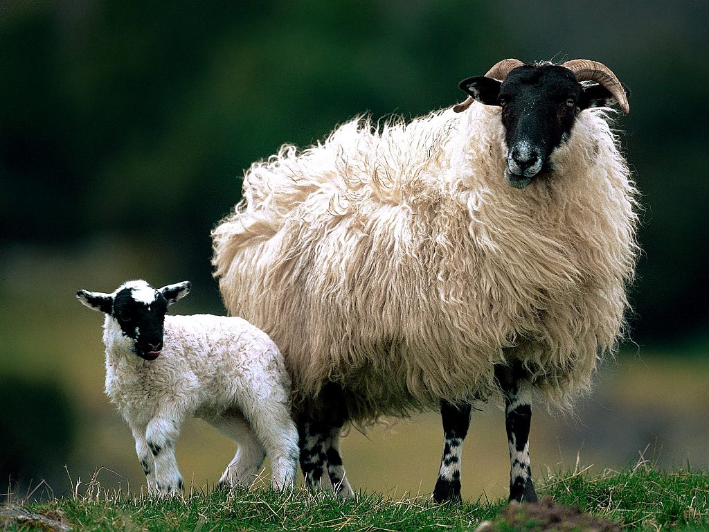 Blackface Sheep with Lamb, Scotland